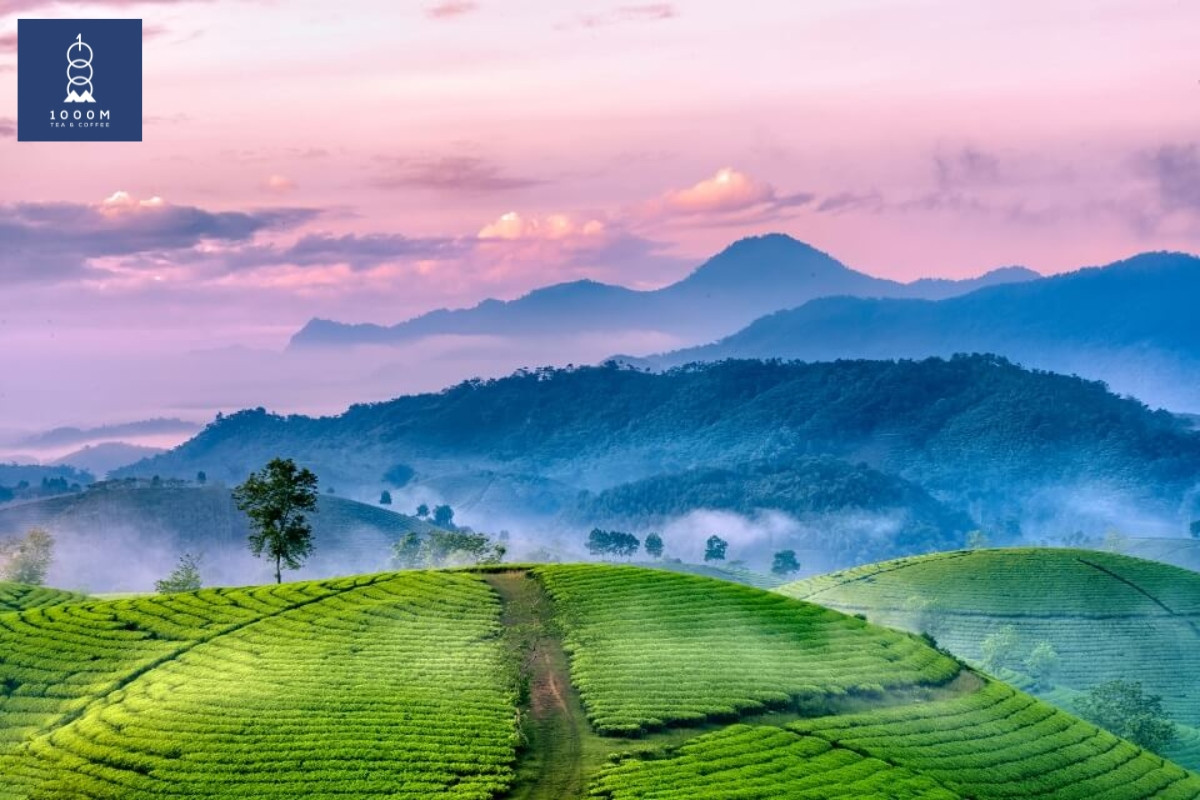 Giới trẻ thưởng thức trà Shan Tuyết Tây Bắc